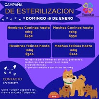 Campaña Mascotitas 2